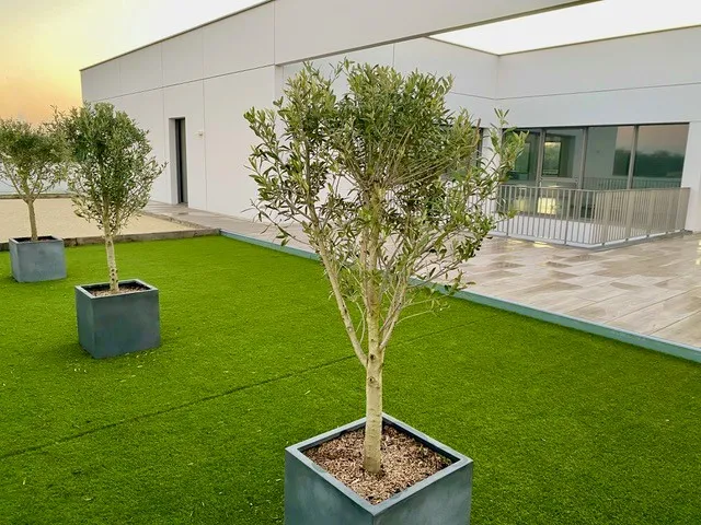 Modern rooftop terrace with artificial green lawn, potted olive trees in planters, paved patio area, and contemporary white building with large windows at sunset